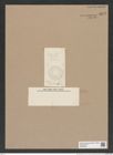Melosira penicillifera Grun. (de-Toni-Nr.: Genus 213) Zeichnungen Sammlung Grunow Nr. 9272 (NHMW-BOT-W0379068)